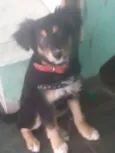 MAJU