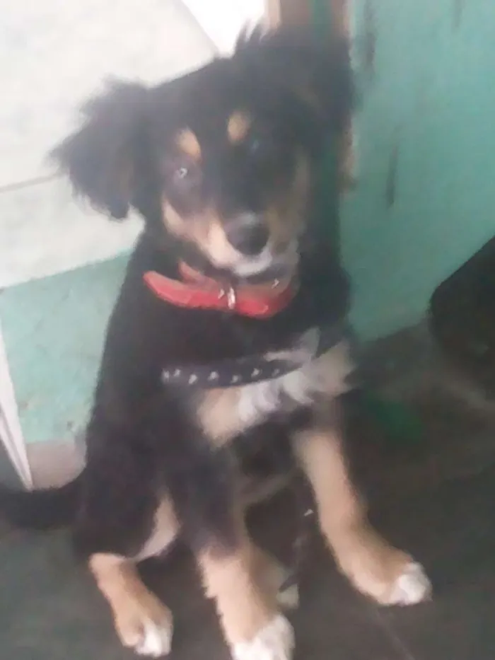 Cachorro ra a VIRALATA idade 2 a 6 meses nome MAJU