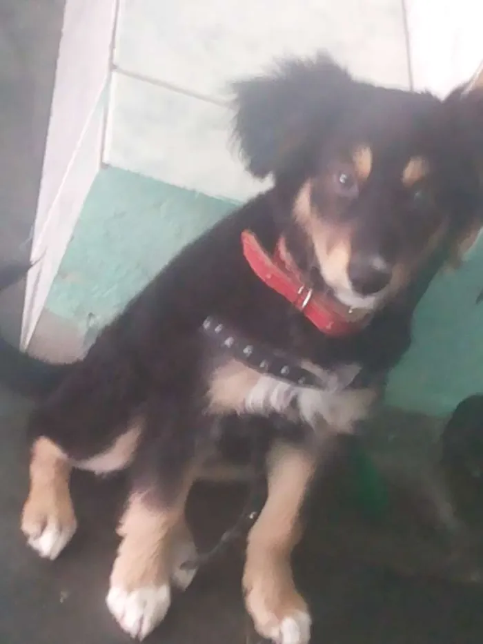 Cachorro ra a VIRALATA idade 2 a 6 meses nome MAJU