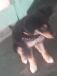 MAJU