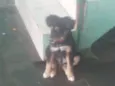 MAJU