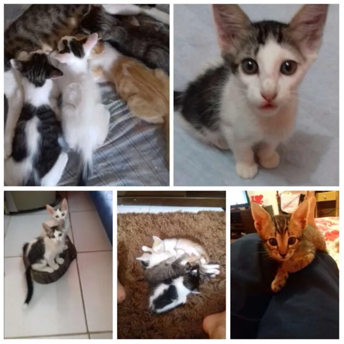 Gato ra a Vira lata idade 2 a 6 meses nome Sem nome