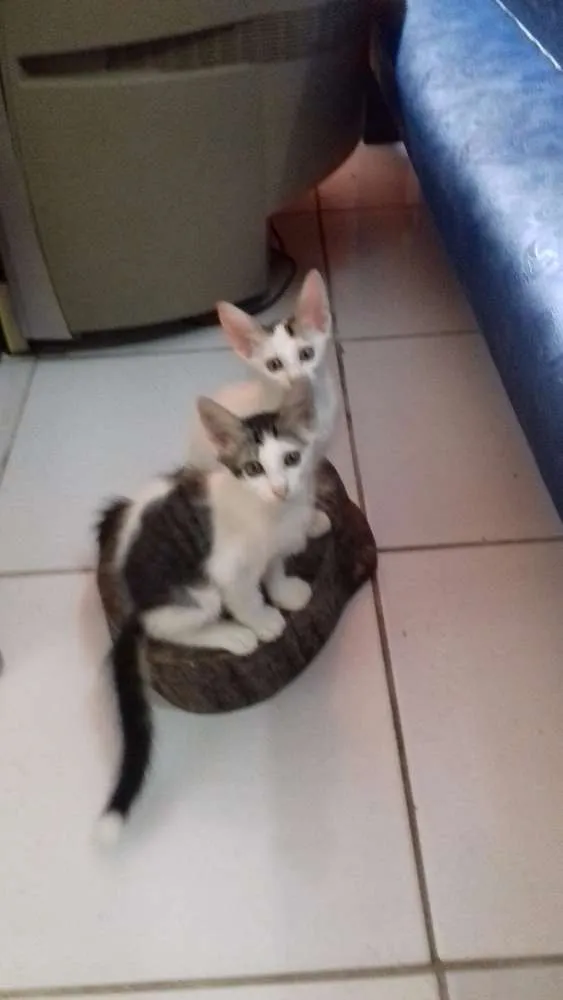 Gato ra a Vira lata idade 2 a 6 meses nome Sem nome