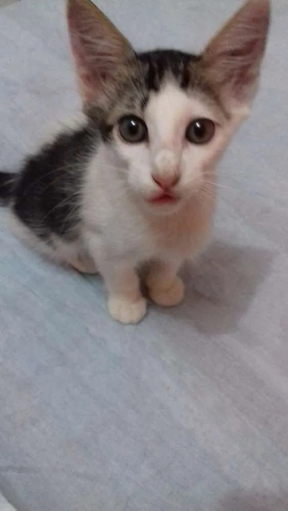 Gato ra a Vira lata idade 2 a 6 meses nome Sem nome