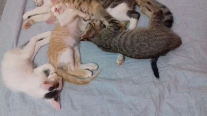 Gato ra a Vira lata idade 2 a 6 meses nome Sem nome