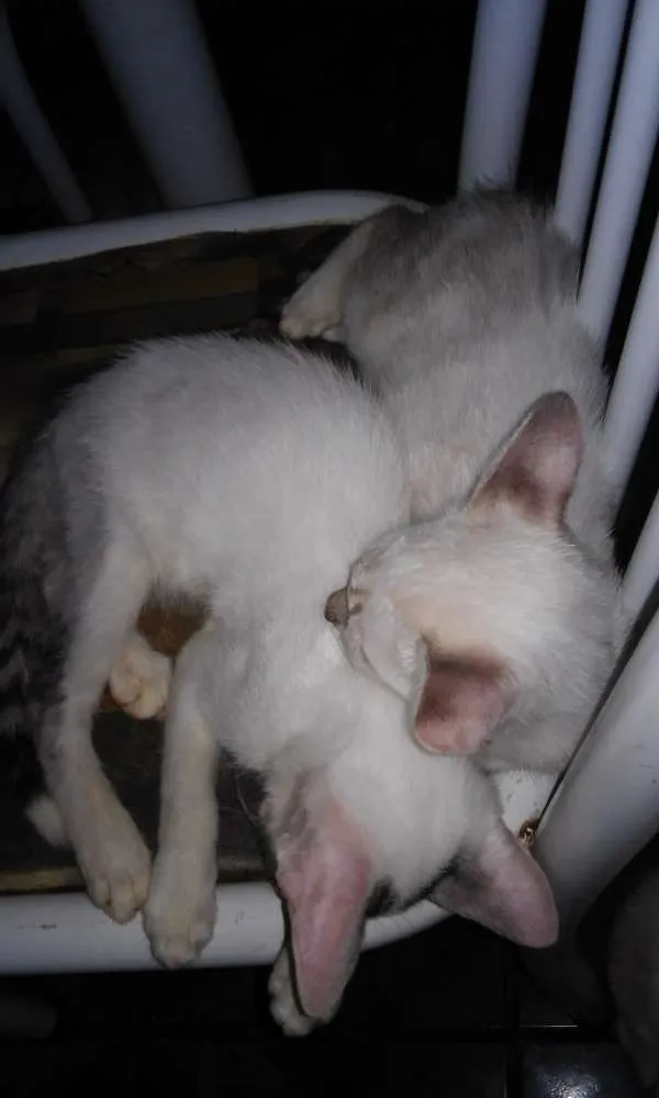 Gato ra a  idade  nome varios