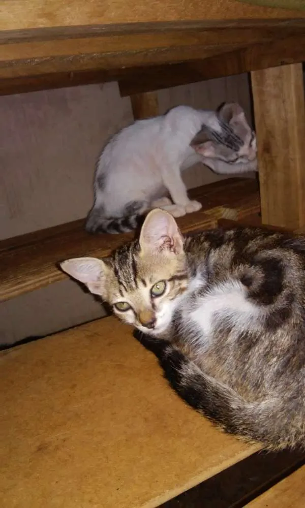 Gato ra a  idade  nome varios