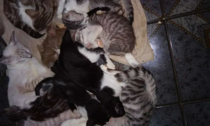 Gato ra a  idade  nome varios