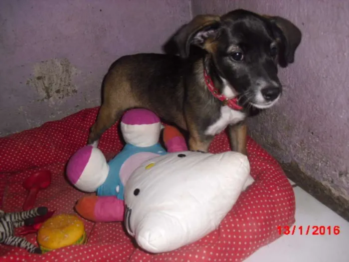 Cachorro ra a SRD idade 2 a 6 meses nome BELINHA