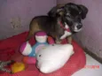 BELINHA