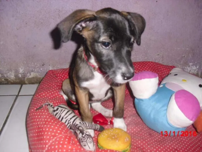 Cachorro ra a SRD idade 2 a 6 meses nome BELINHA