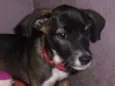 BELINHA