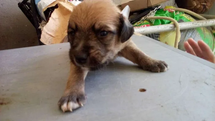 Cachorro ra a raça não definirá idade Abaixo de 2 meses nome Não tem nome