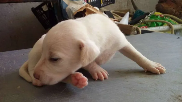 Cachorro ra a raça não definirá idade Abaixo de 2 meses nome Não tem nome