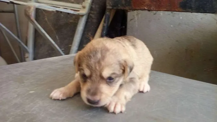 Cachorro ra a raça não definirá idade Abaixo de 2 meses nome Não tem nome