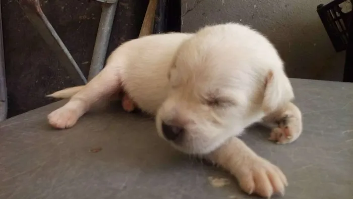 Cachorro ra a raça não definirá idade Abaixo de 2 meses nome Não tem nome