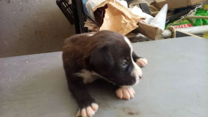 Cachorro ra a raça não definirá idade Abaixo de 2 meses nome Não tem nome