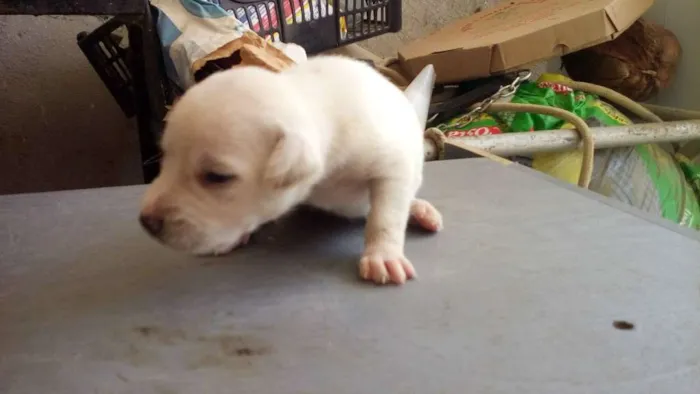 Cachorro ra a raça não definirá idade Abaixo de 2 meses nome Não tem nome
