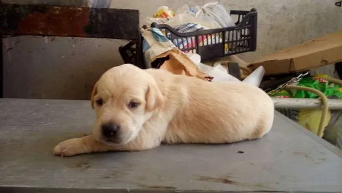 Cachorro ra a raça não definirá idade Abaixo de 2 meses nome Não tem nome