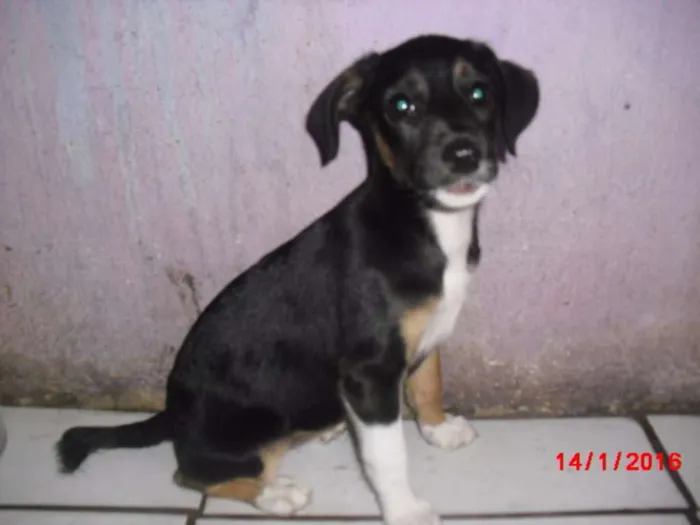 Cachorro ra a SRD idade 2 a 6 meses nome BIA
