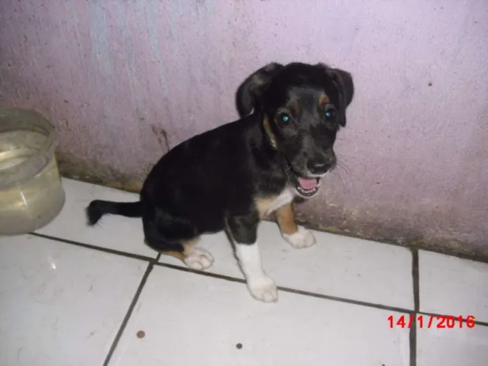 Cachorro ra a SRD idade 2 a 6 meses nome BIA