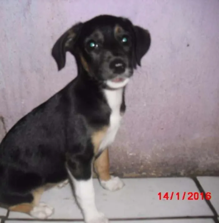 Cachorro ra a SRD idade 2 a 6 meses nome BIA