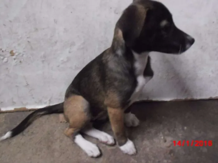 Cachorro ra a SRD idade 2 a 6 meses nome BELINHA