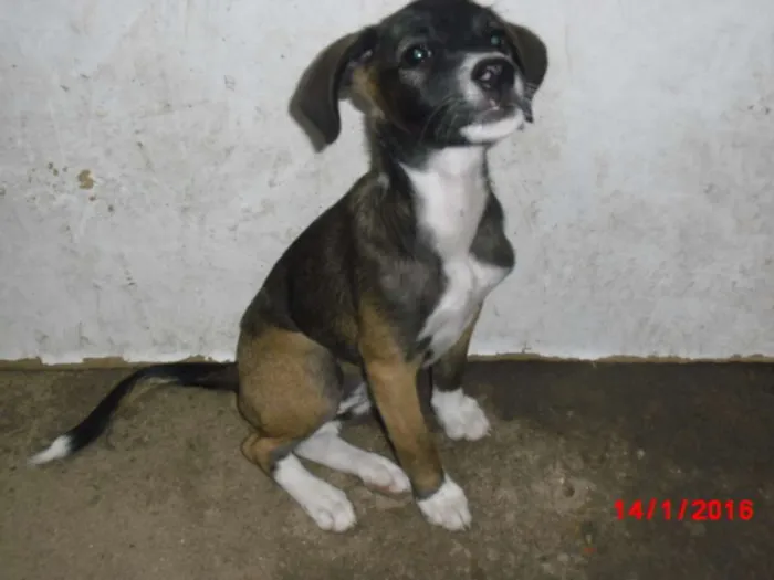 Cachorro ra a SRD idade 2 a 6 meses nome BELINHA
