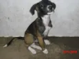 BELINHA