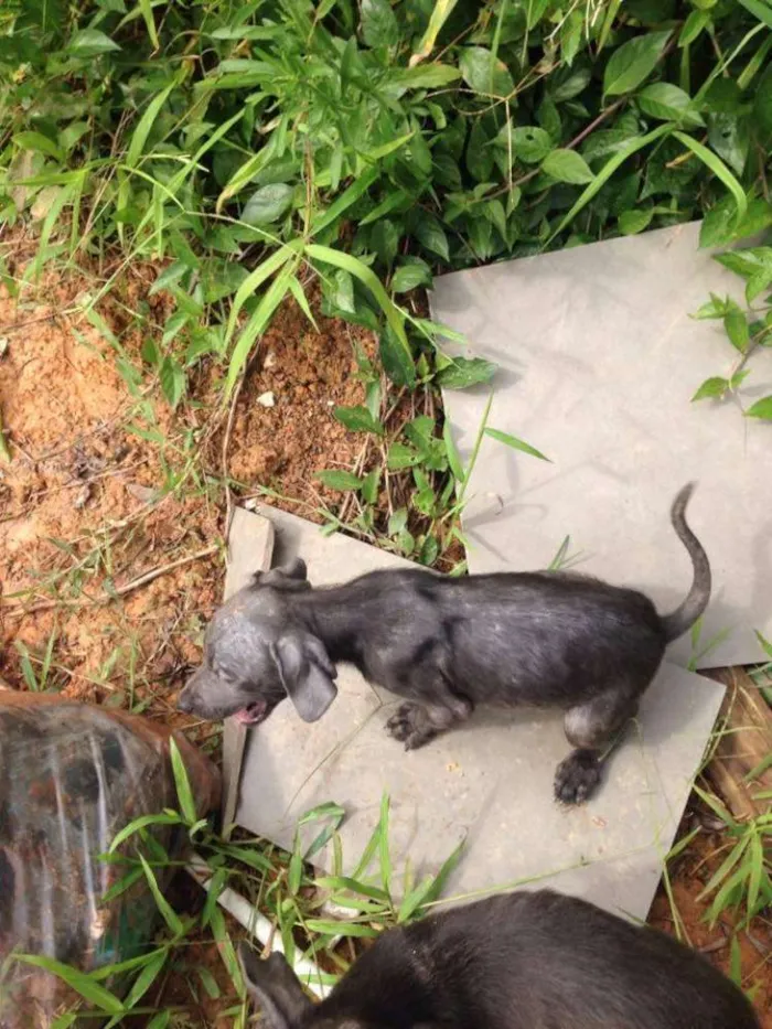 Cachorro ra a  idade 2 a 6 meses nome Filhotes fofos (Ros