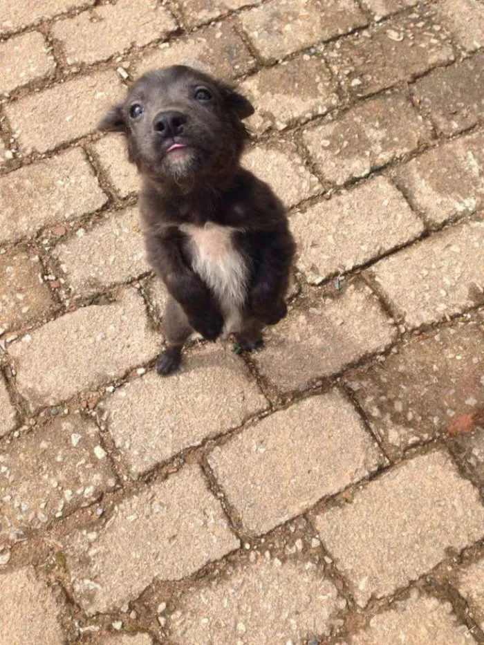 Cachorro ra a  idade 2 a 6 meses nome Filhotes fofos (Ros