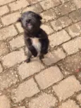 Filhotes fofos (Ros