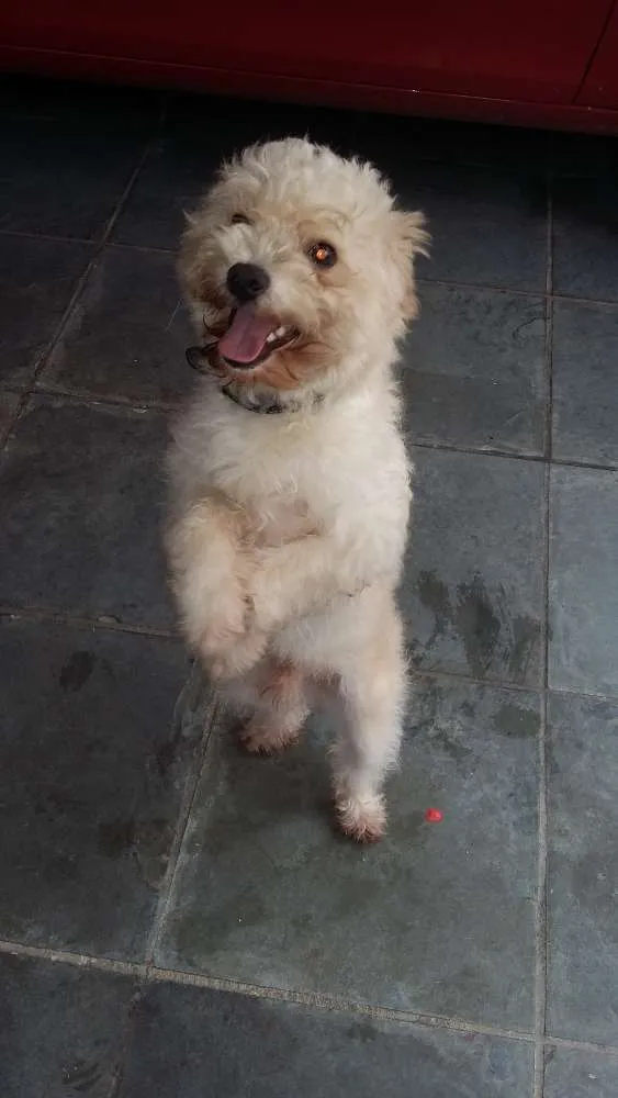 Cachorro ra a viralata idade 1 ano nome luke