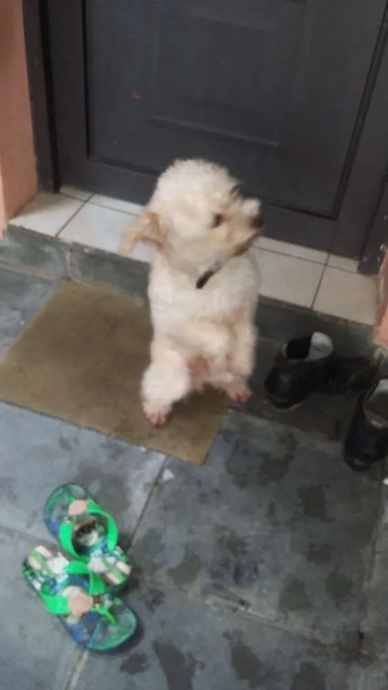 Cachorro ra a viralata idade 1 ano nome luke