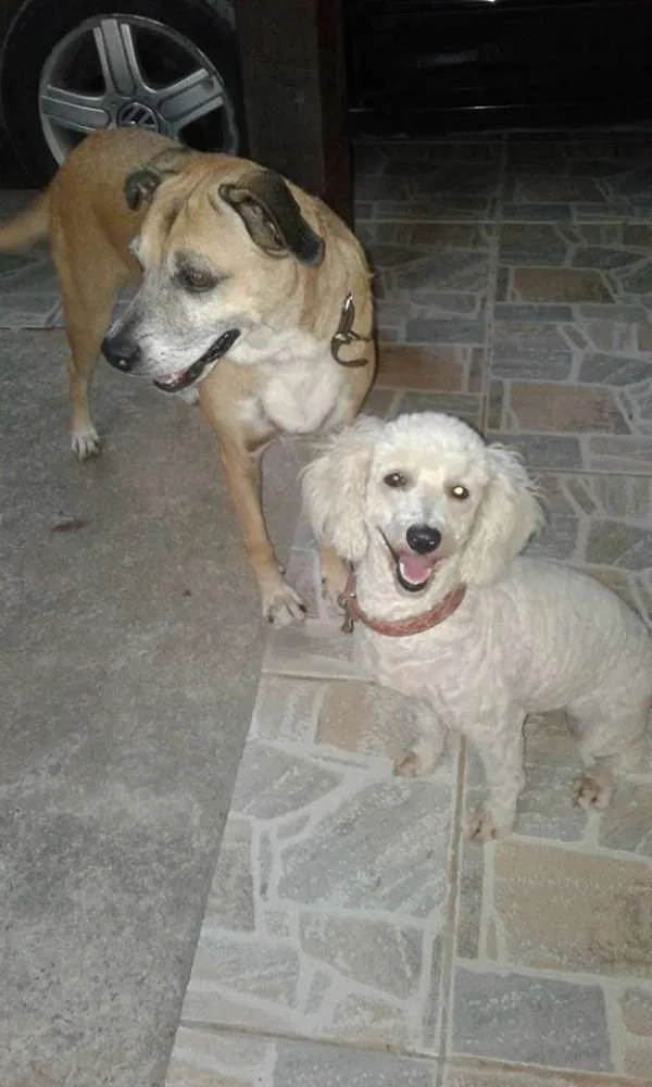 Cachorro ra a mestiça idade 5 anos nome Sara