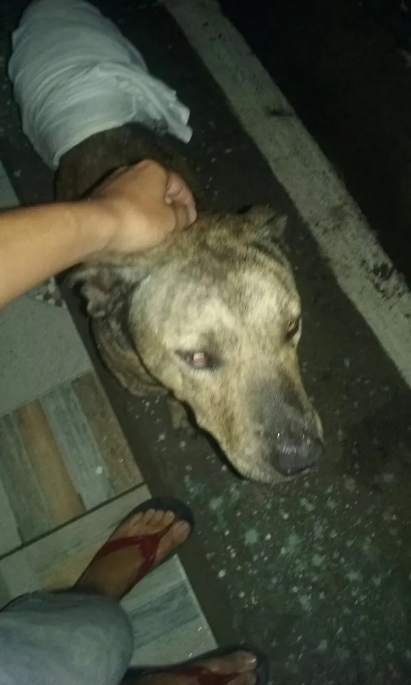 Cachorro ra a Não sei idade 2 anos nome Não sei