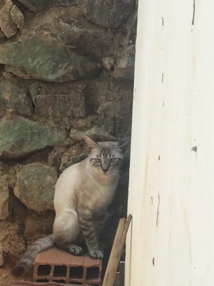 Gato raça Filhote de siamês - talvez com vira lata idade 1 ano nome Sem nome
