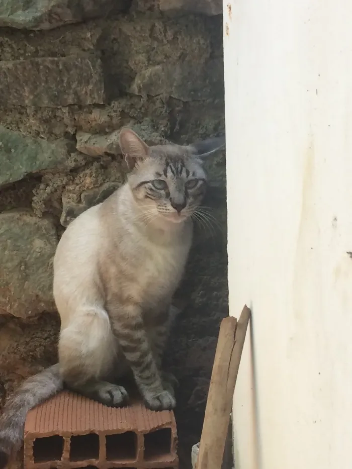 Gato raça Filhote de siamês - talvez com vira lata idade 1 ano nome Sem nome