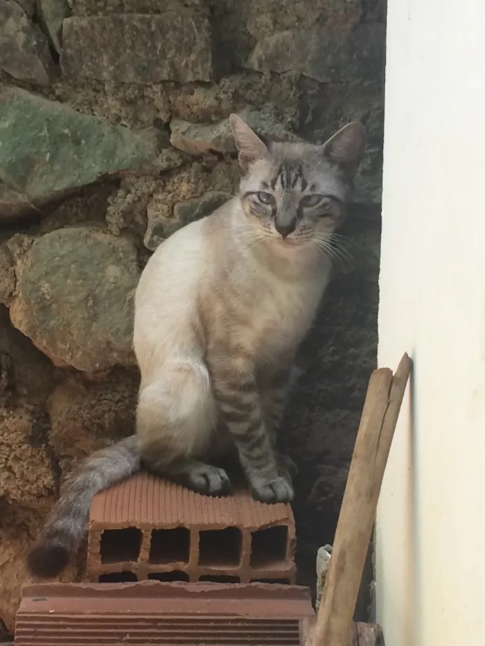 Gato raça Filhote de siamês - talvez com vira lata idade 1 ano nome Sem nome