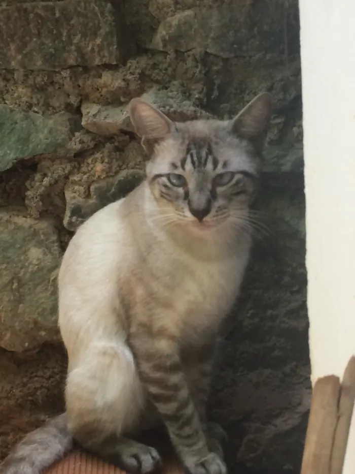 Gato raça Filhote de siamês - talvez com vira lata idade 1 ano nome Sem nome