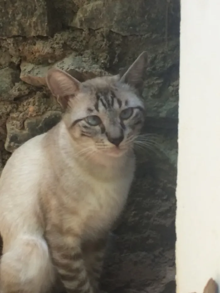 Gato raça Filhote de siamês - talvez com vira lata idade 1 ano nome Sem nome