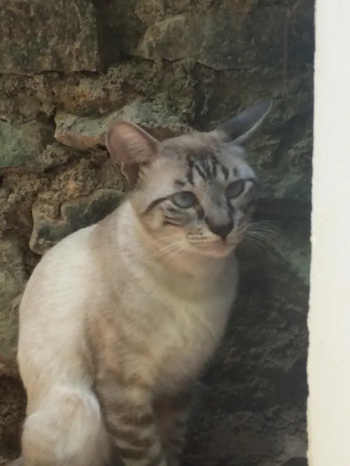 Gato raça Filhote de siamês - talvez com vira lata idade 1 ano nome Sem nome