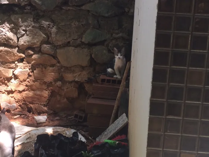 Gato raça Gato Brasileiro - SRD idade 2 a 6 meses nome Sem nome