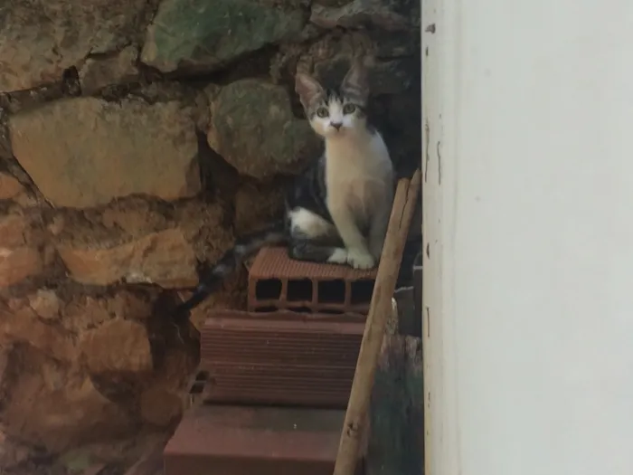 Gato raça Gato Brasileiro - SRD idade 2 a 6 meses nome Sem nome