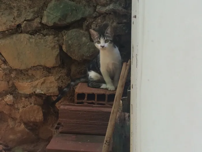 Gato raça Gato Brasileiro - SRD idade 2 a 6 meses nome Sem nome