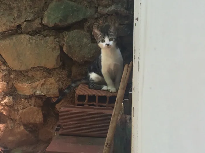 Gato raça Gato Brasileiro - SRD idade 2 a 6 meses nome Sem nome