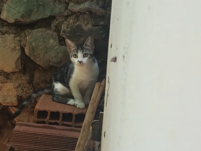 Gato raça Gato Brasileiro - SRD idade 2 a 6 meses nome Sem nome