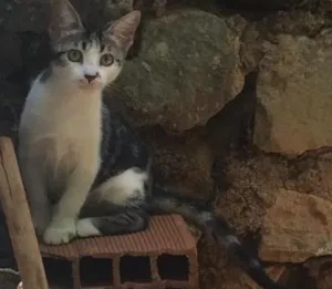 Gato raça Gato Brasileiro - SRD idade 2 a 6 meses nome Sem nome