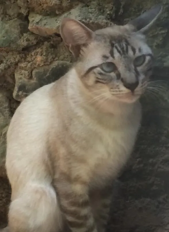 Gato raça Filhote de siamês - talvez com vira lata idade 1 ano nome Sem nome