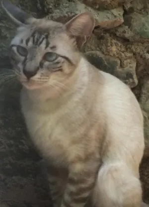 Gato raça Filhote de siamês - talvez com vira lata idade 1 ano nome Sem nome